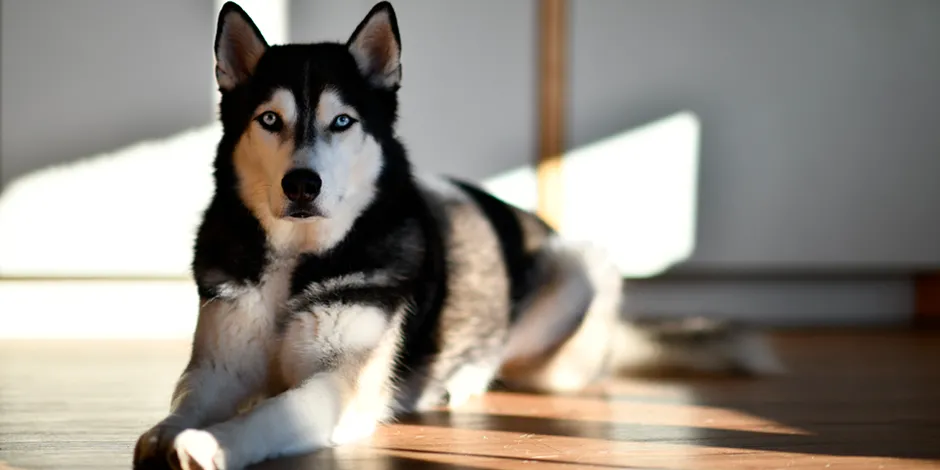 Husky Siberiano Razas de perros Purina Chile